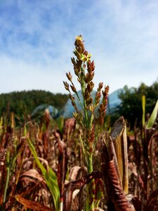 The nutritional value of millet nature autumn photo