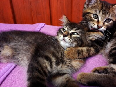 Kitten sun cute