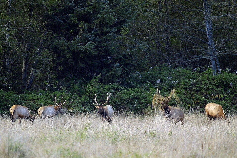 Deer grazing antlers