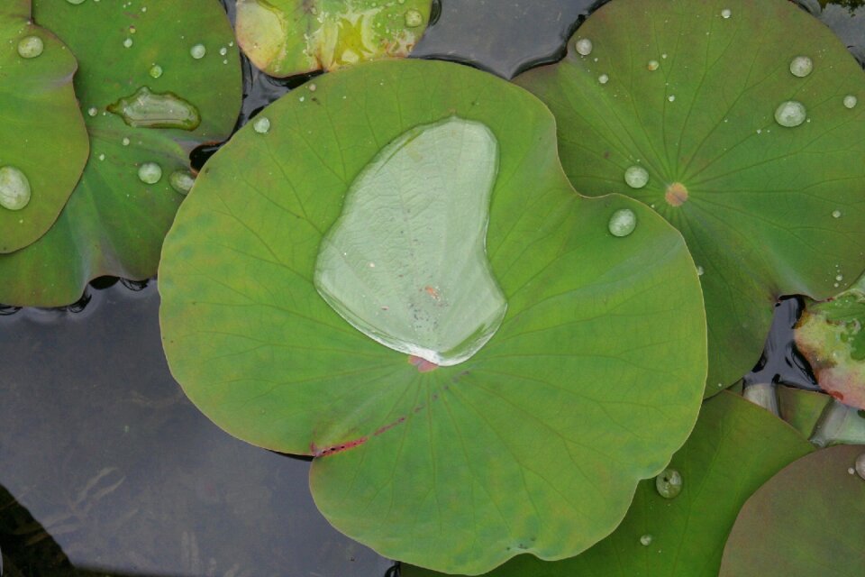 Miracles nell water