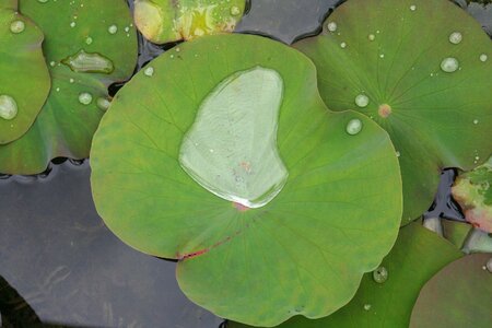 Miracles nell water