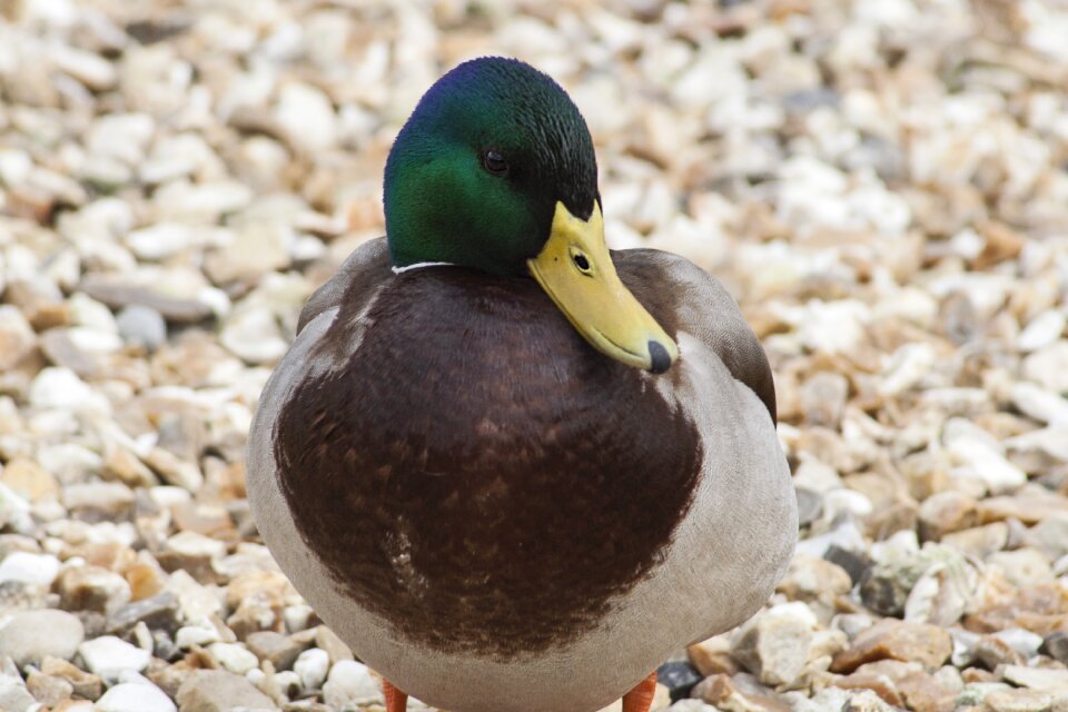 Mallard nature animal
