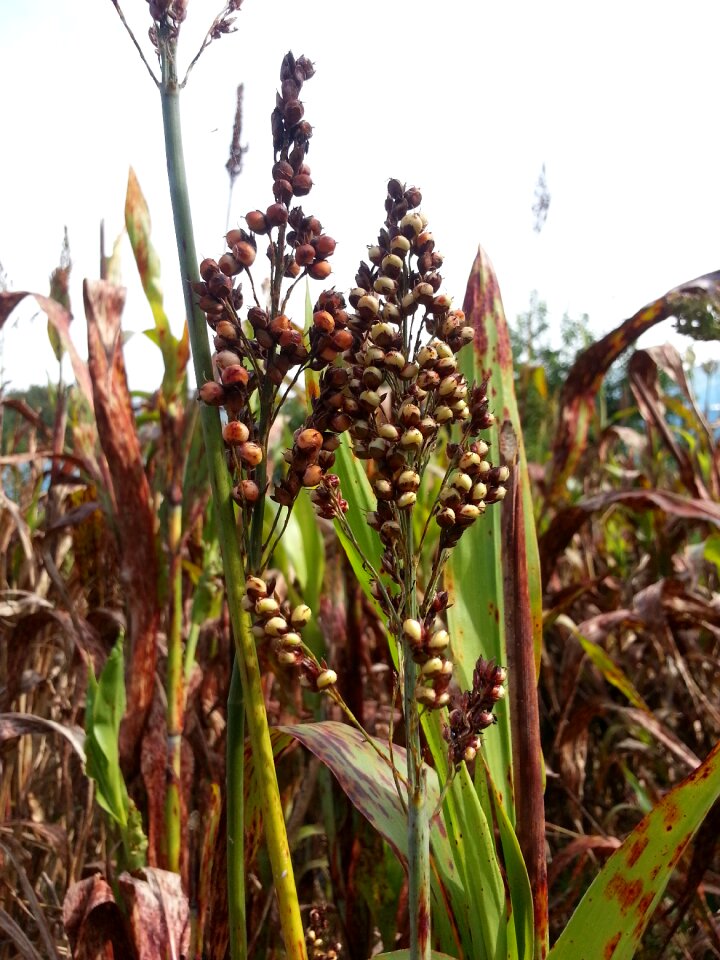 The nutritional value of millet nature autumn