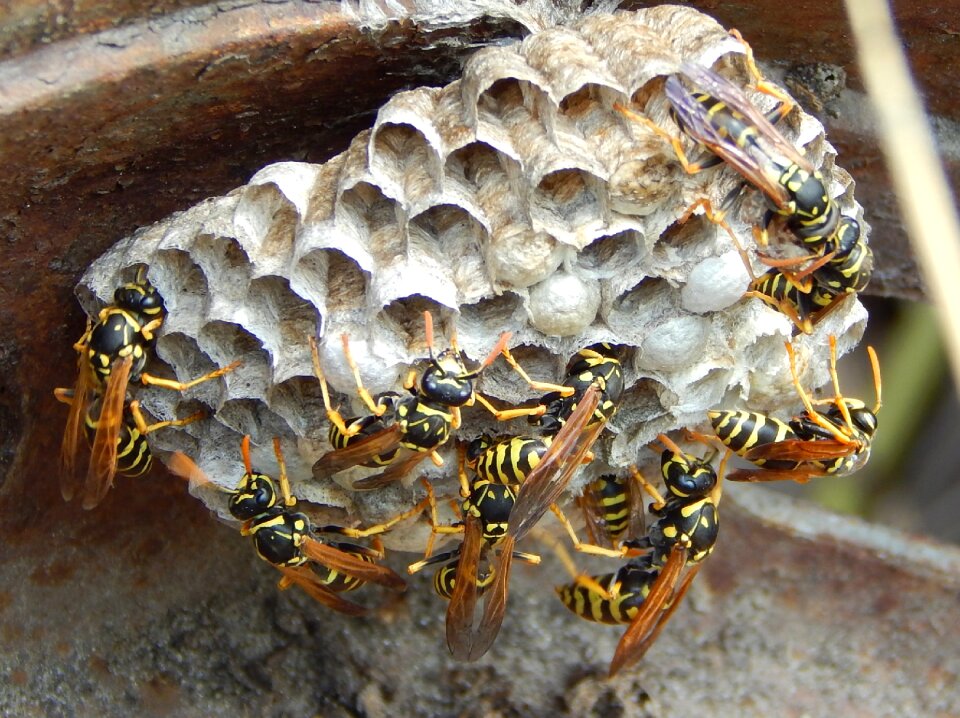 Hornet sting natural