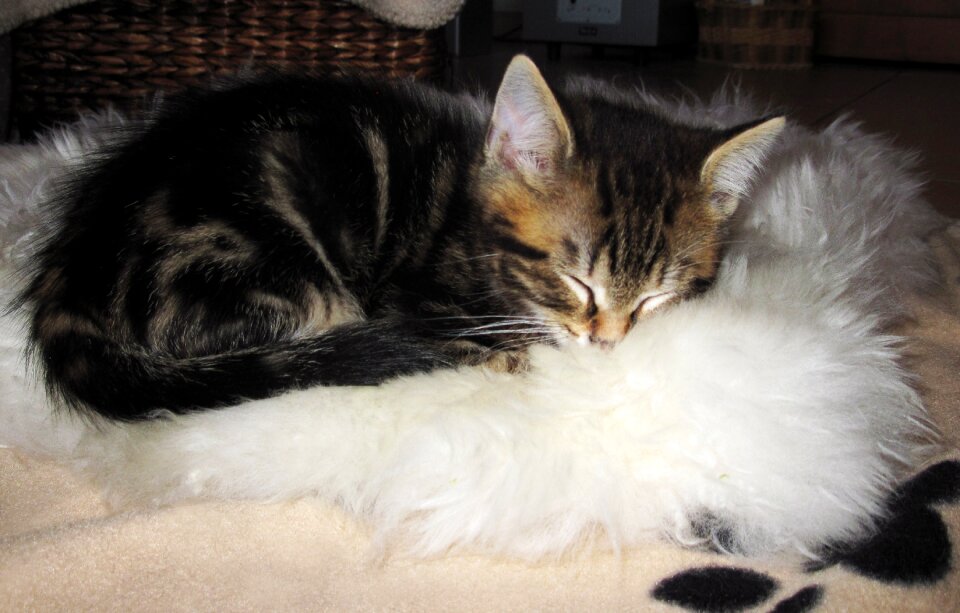 Cute little kitten sleep