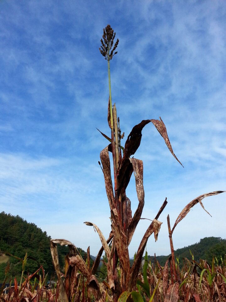 The nutritional value of millet nature autumn