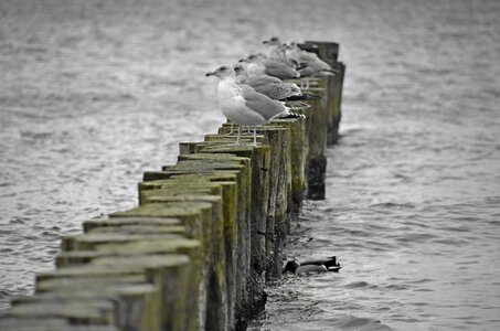 Water water bird coast