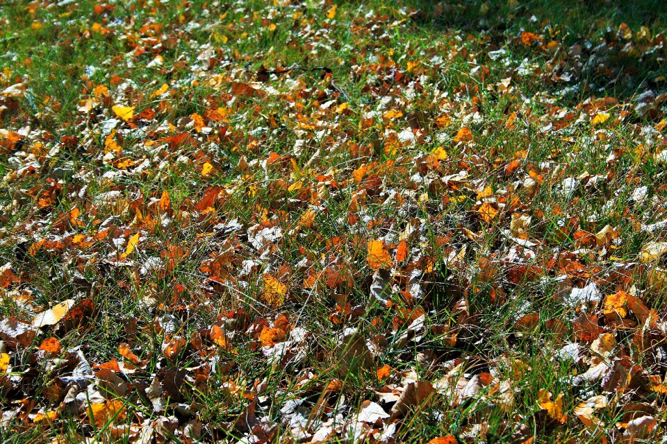 Grass leaves autumn