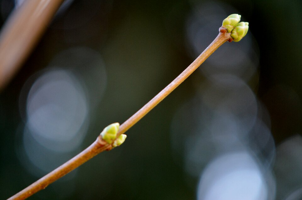 Nature spring close up