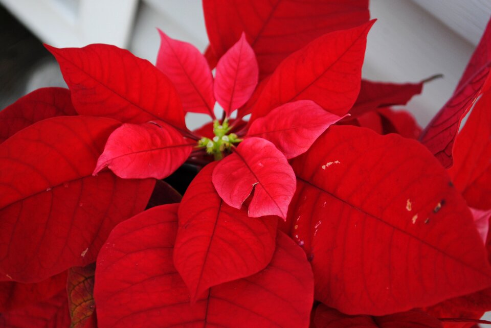 Decoration flower holiday