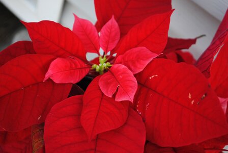 Decoration flower holiday