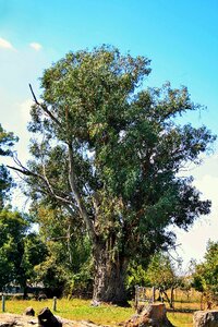 Eucalyptus farm willem prinsloo photo