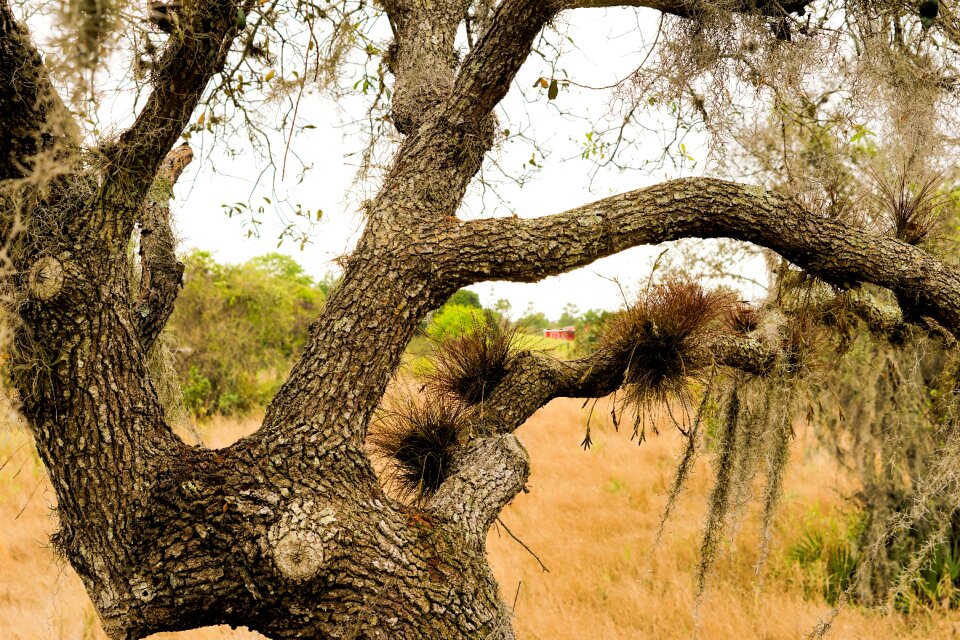 Outdoor branch moss
