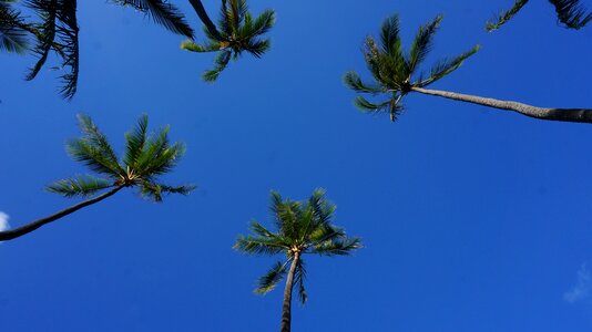 Landscape blue sky and white clouds woods