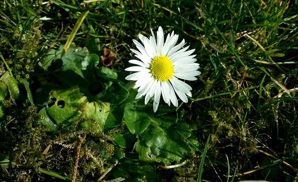 Spring meadow wildflowers