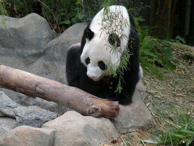 Singapore animal