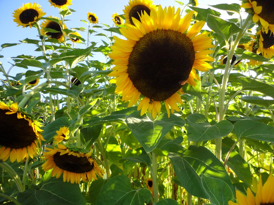 Nature yellow summer