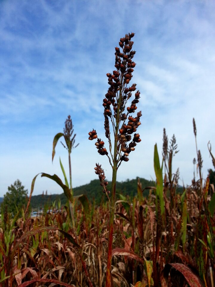 The nutritional value of millet nature autumn
