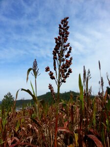 The nutritional value of millet nature autumn photo