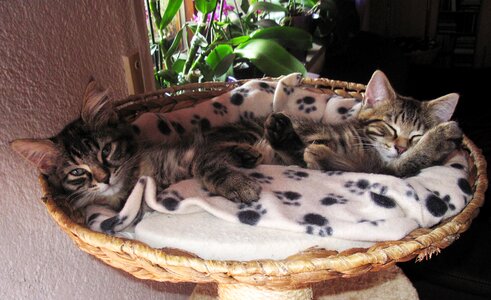 2 kittens sleeping cute