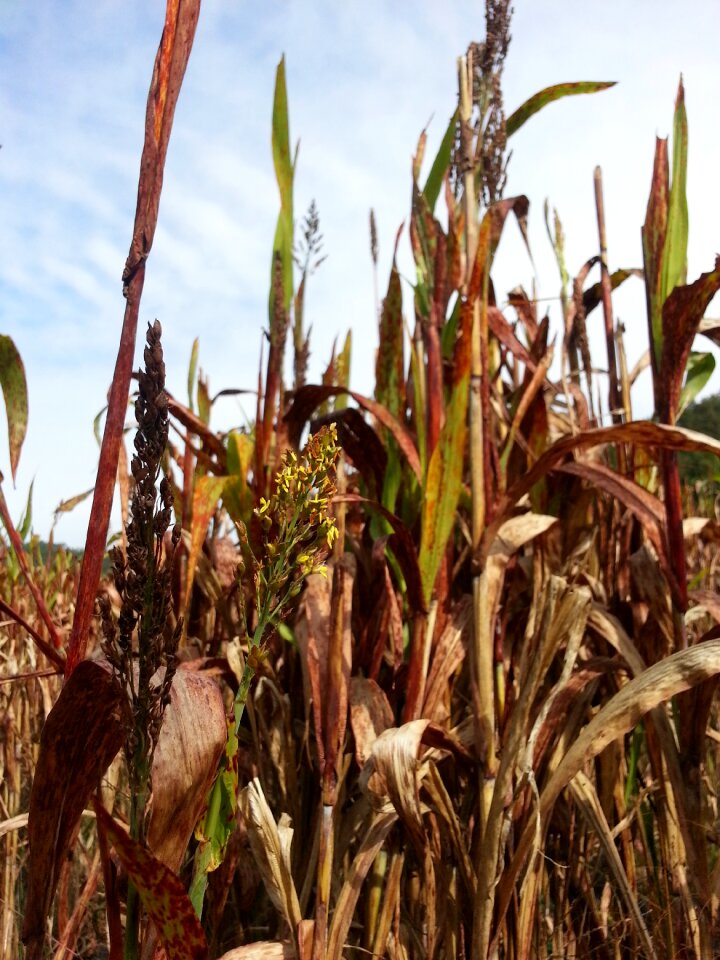 The nutritional value of millet nature autumn