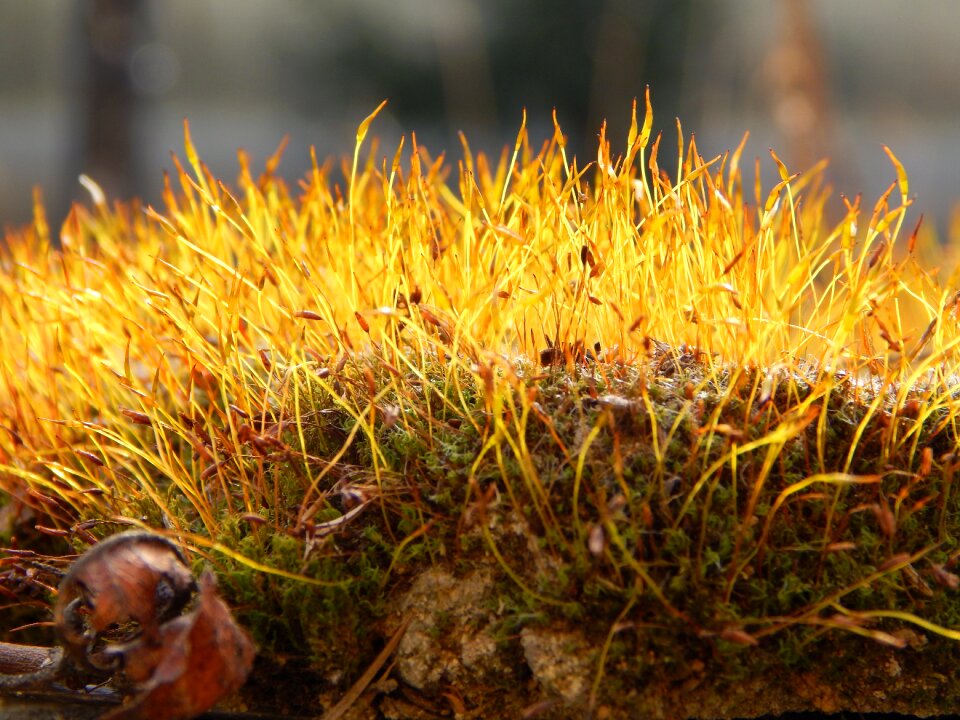 Forest nature macro