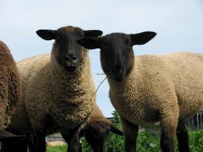 Farm pasture livestock