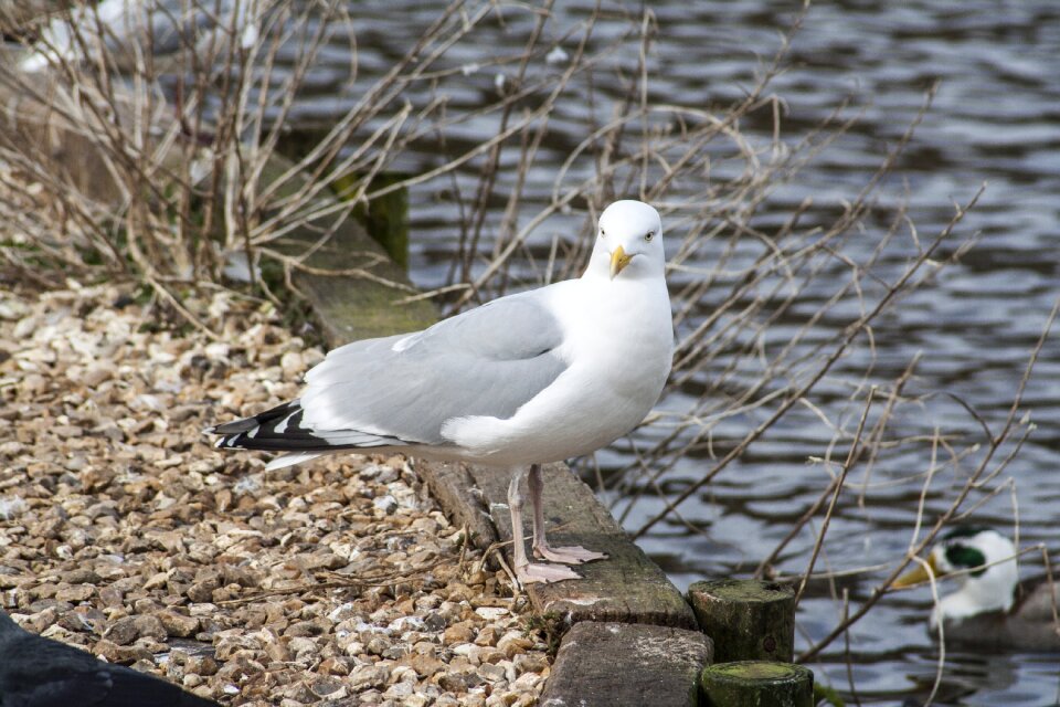 Gull nature animal