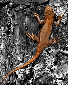 Nature wildlife
