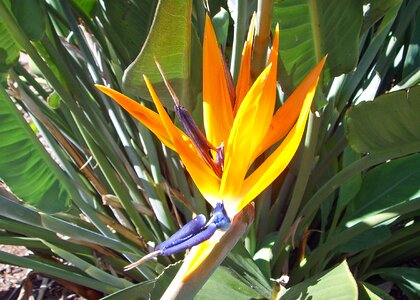 Bright colours strelicia farbenpracht photo