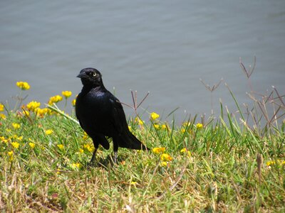 Starling bird