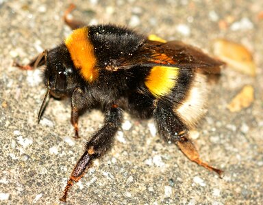 Bee bombus terrestris photo