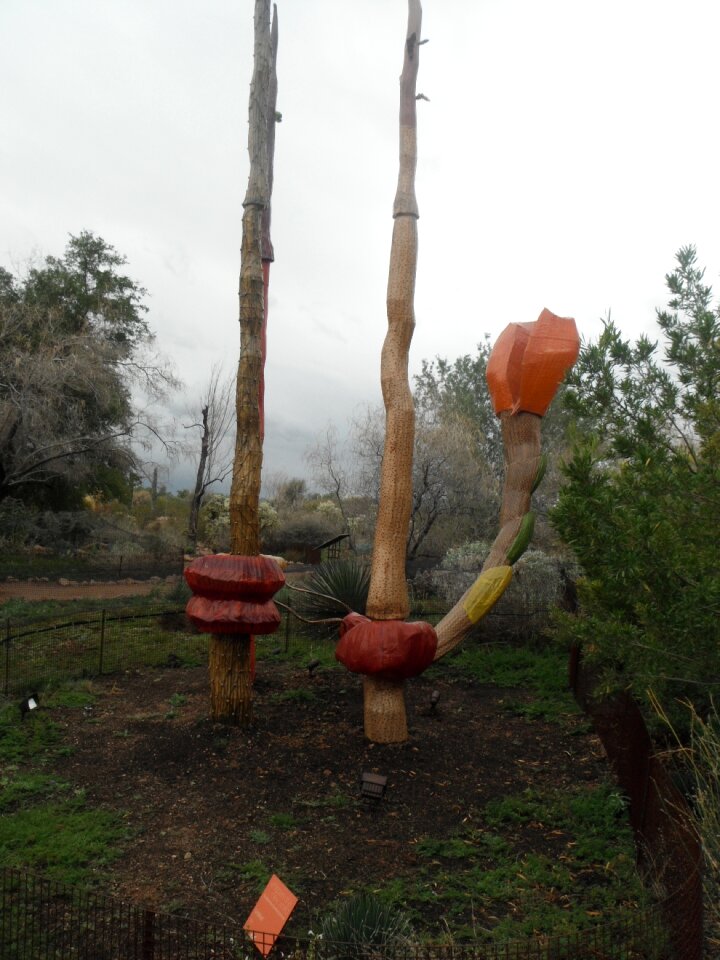 Southwest botanical desert