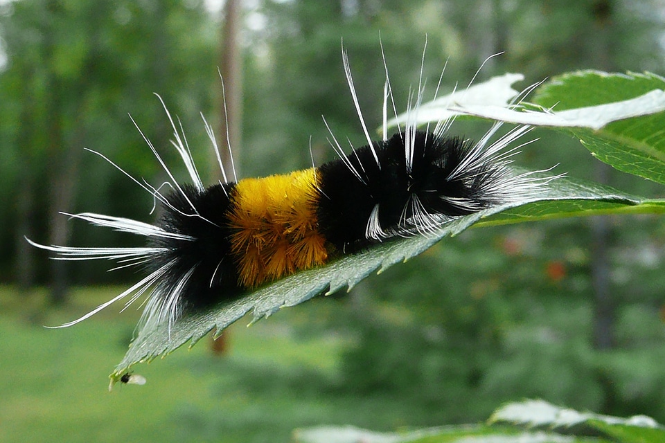 Black hairy nature photo