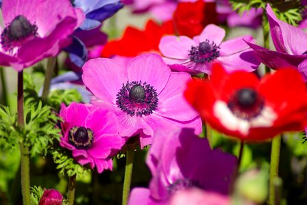 Spring flowering garden photo