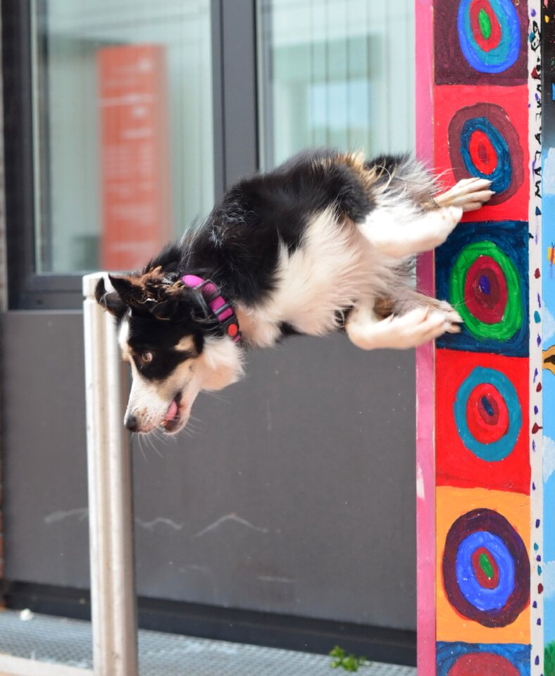 City pole jump dog show trick
