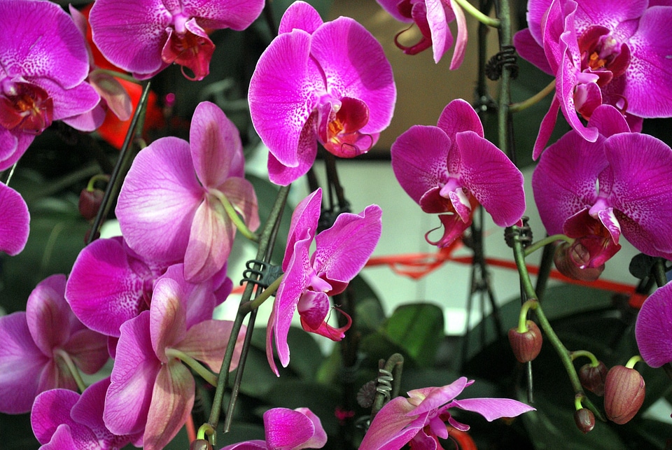 Family flowers flower