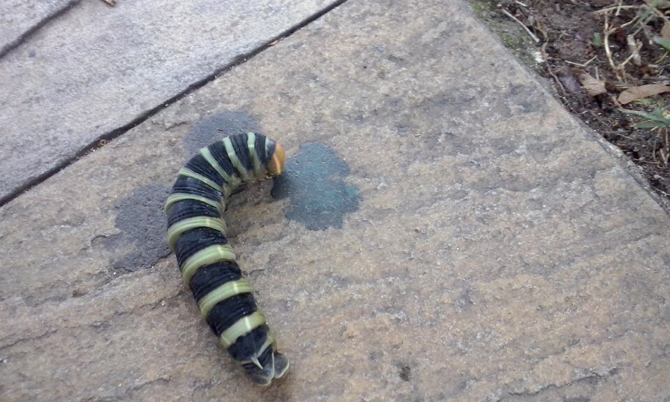 Insect larva invertebrate animal