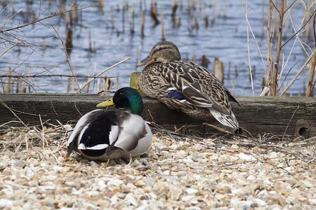 Birds animal wildlife photo