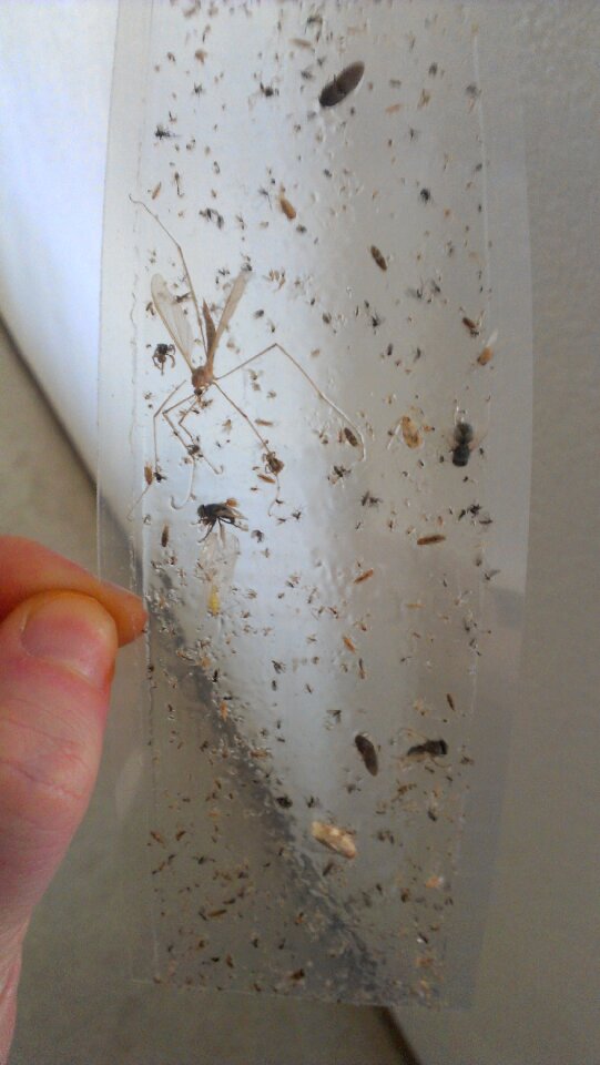 Nasty dead insects