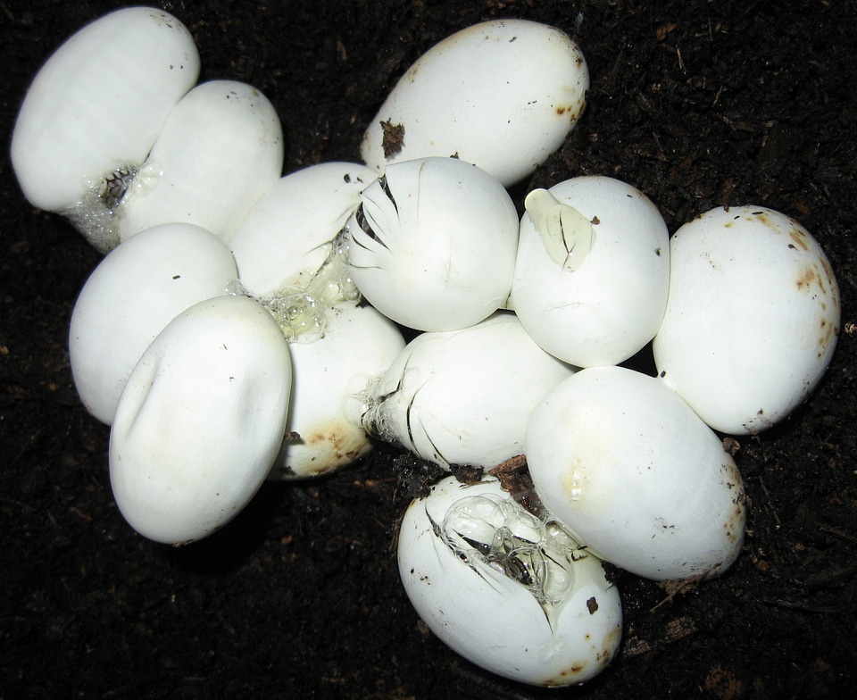 Wildlife young hatching