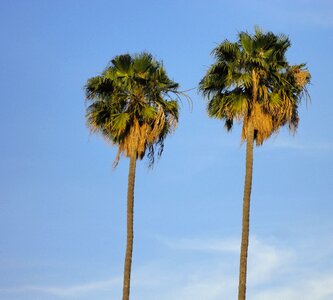 Beach palm summer photo