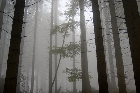 Fog mood tree photo