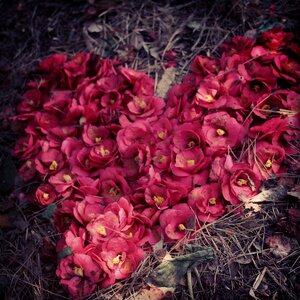 Camellia flower heart hart photo