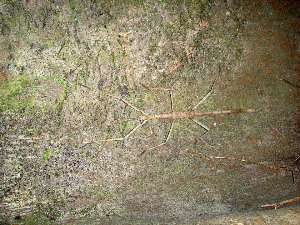 Stick insect camouflage wall