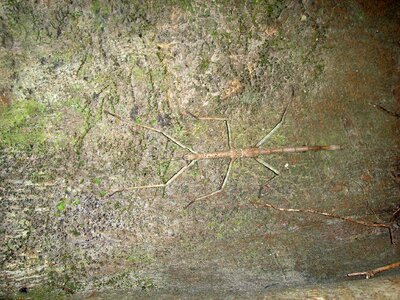 Stick insect camouflage wall