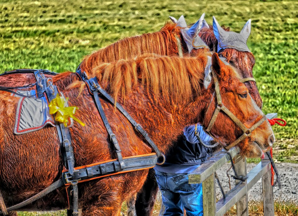 Shooting harness earmuffs