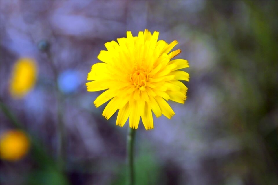 Outdoors dandelion