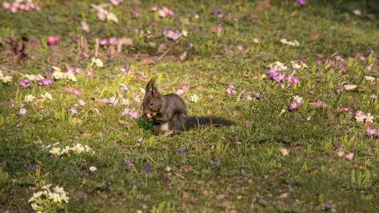 Spring eat animal world