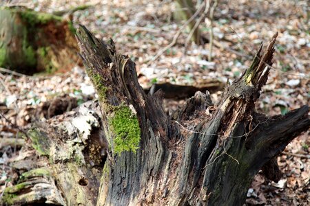 Morsch tree root wood